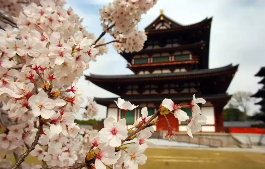 blossom-plant-flower-spring-japan