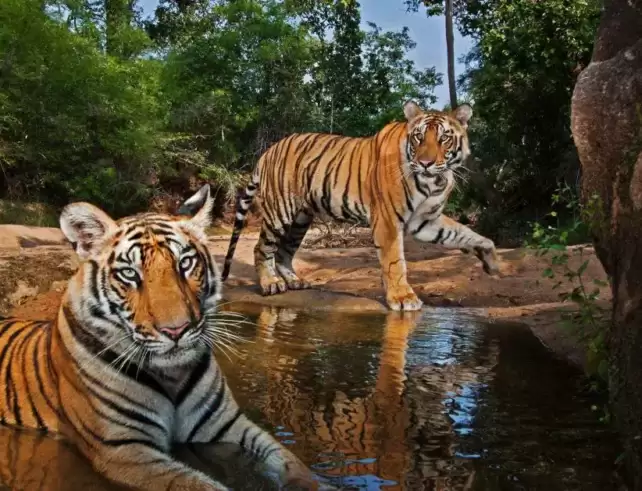 global-tiger